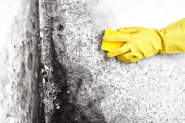 Biohazard Mold Removal in Tracy City, TN